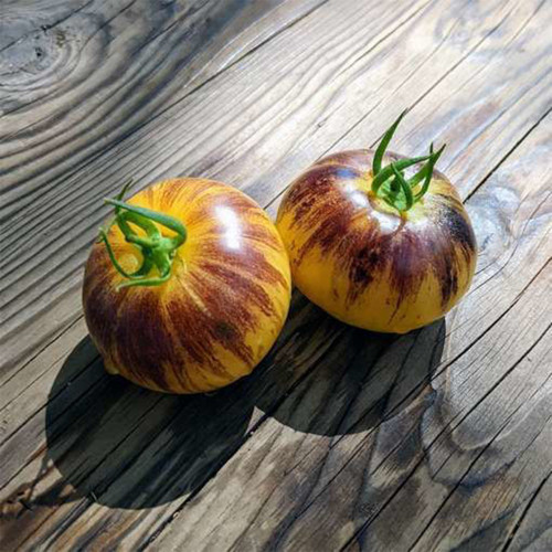  Rebel Starfighter Kayleigh Anne  Tomato Seeds - Exceptional Sweet Flavor, Striking Appearance, High-Yield Hybrid