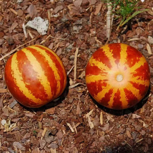 Tiger Melon Seeds, Exotic Melon, Unique Carmine Striped Melon, Fast Growing, Rich Aroma