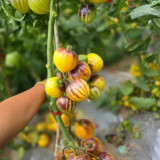  Rebel Starfighter Kayleigh Anne  Tomato Seeds - Exceptional Sweet Flavor, Striking Appearance, High-Yield Hybrid