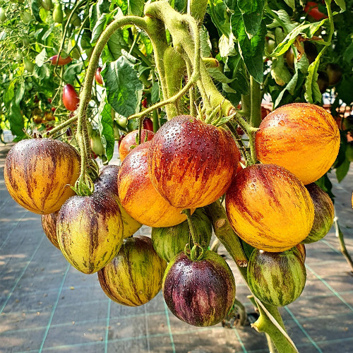  Rebel Starfighter Kayleigh Anne  Tomato Seeds - Exceptional Sweet Flavor, Striking Appearance, High-Yield Hybrid