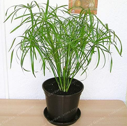 Cyperus Alternifolius Seed Umbrella Plant Seed Plant Home Garden