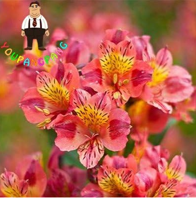 Rare Peruvian Lily Alstroemeria Seed Plants Mix-Color Beautiful Lilies