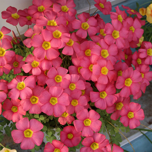 Oxalis obtusa 'Rhodo' Flowering Bulbs: Fuchsia-Pink Winter & Spring Bloomers