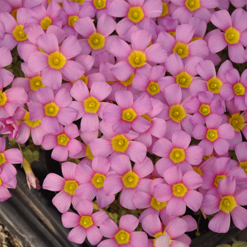 'Deep Lilac' Oxalis Bulbs - Pink Shamrock Flowers, Easy-Care Winter/Spring Flowering Plants