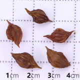 Oxalis Obtusa Series Bulb - 'Dracarys', Pack of 5 Bulbs