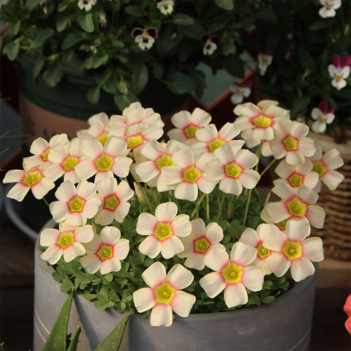 Oxalis obtusa 'Vermilion' Flowering Bulbs – Exquisite Unique Winter Blooms, Easy Elegance for Your Home