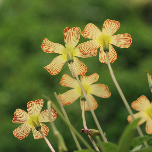 'Striped Back' Oxalis Obtusa Bulbs - Charming Striped Flower Bulbs,  Easy-Care