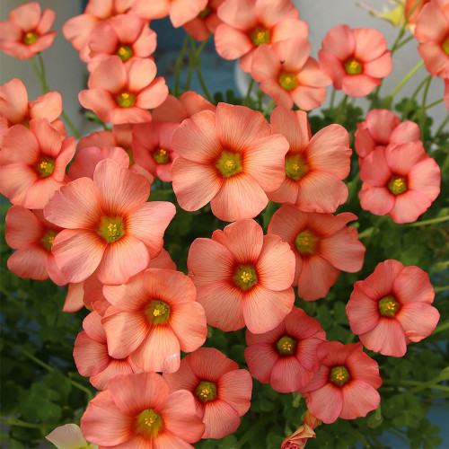 Oxalis obtusa 'Sp. Charm Orange' Flowering Bulbs | Pale Orange-Red Flowers, Pot & Garden Ready