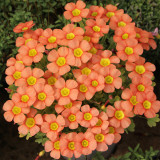 Oxalis Obtusa Series Bulb - 'Sunglow 2.0', Pack of 10 Bulbs