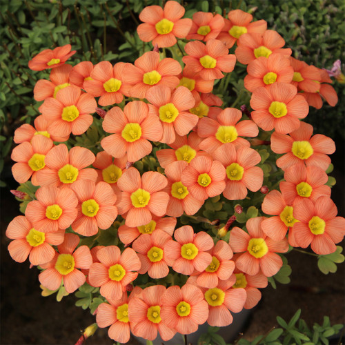 Oxalis Obtusa Series Bulb - 'Sunglow 2.0', Pack of 10 Bulbs