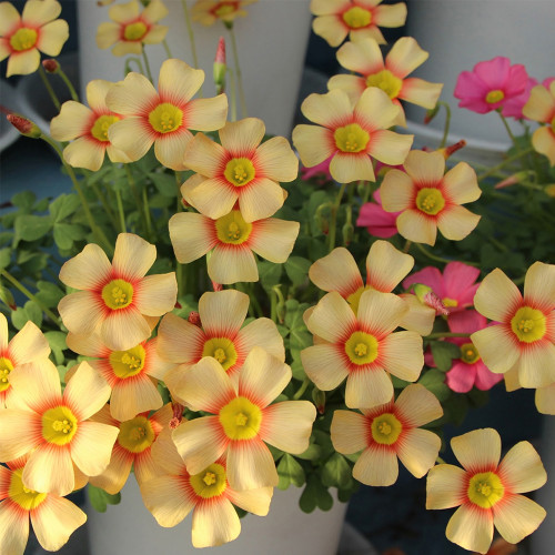 Oxalis obtusa 'Sunbird' Flowering Bulbs | Winter-Spring Flowering Sorrel for Pots