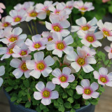 Oxalis obtusa 'Apollos' Flowering Bulbs | Easy Care Pink-White Winter & Spring Blooms