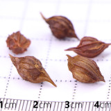 Oxalis Obtusa Series Bulb - 'Dracarys', Pack of 5 Bulbs