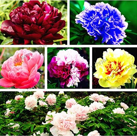 Perennial Peony Flower Seeds, Rare Species Multiple Color for Home&Garden - (Color: 2)