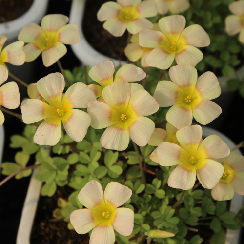 Oxalis 'Lemon Green' Flowering Bulbs: Ideal for Pots, Balconies & Easy Care