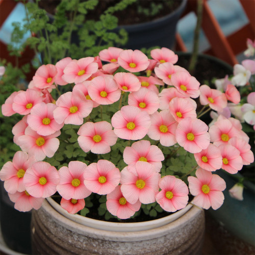 Oxalis obtusa 'White Mannikin' Flowering Bulbs - Pink Winter Blooms