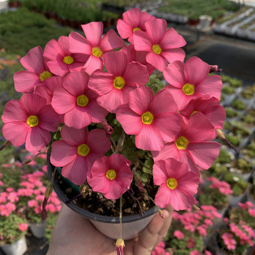 'Wild Pink' Oxalis obtusa Bulbs | Winter Blooms, Compact & Low Maintenance
