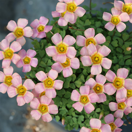 Oxalis obtusa 'Echo' Flowering Bulbs | Low Maintenance Pink Bulbs