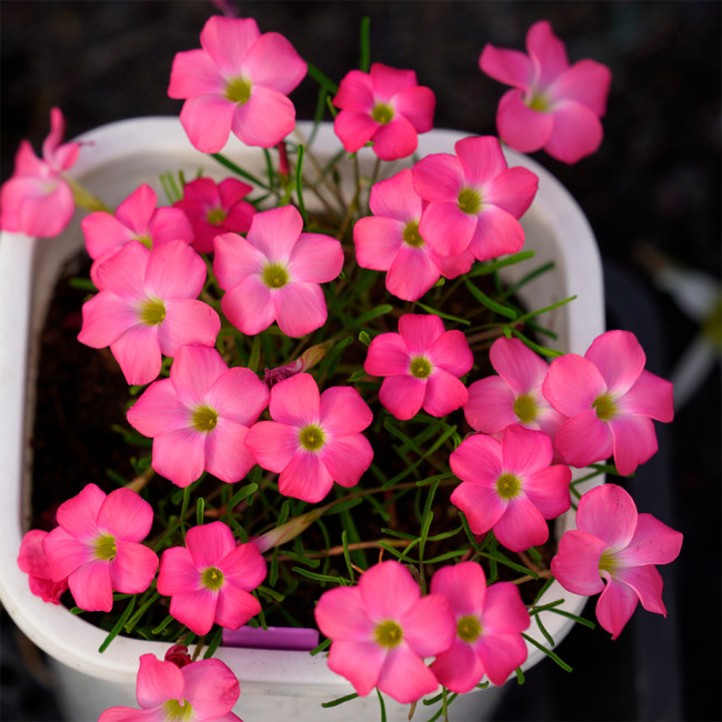 Oxalis Glabra 'Cherry Sundae' Flowering Bulbs – Low Maintenance, Vibrant Pink Flowers