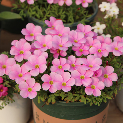 Oxalis Glabra 'Winter Dream' Flowering Bulbs - Pink Winter & Spring Blooms