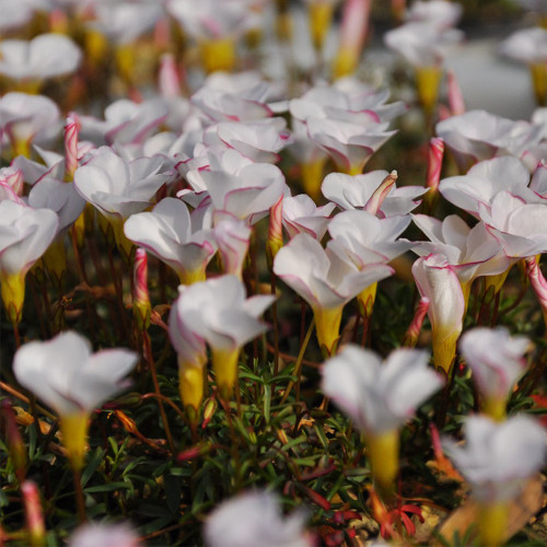 Oxalis Glabra Bulbs | 'Oxalis Goniorhiza' Glabra | Pink-Edged Winter Blooms