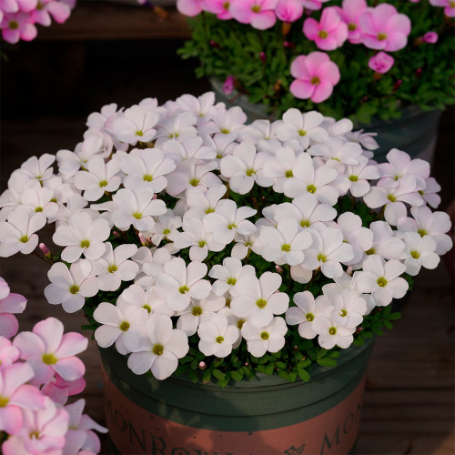 Oxalis glabra 'Snow Ball' Flowering Bulbs | Pure White Winter & Spring Blooms, Easy Care, Dormant Shipping