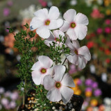 Oxalis bifurca Series Bulb - 'Red Eye', Pack of 6 Bulbs