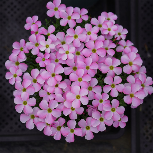 Oxalis Glabra Series Bulb - 'Ice Firefly', Pack of 20 Bulbs 