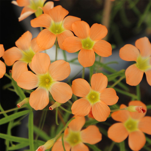 Oxalis obtusa 'Gracilis' Flowering Bulbs – Apricot Orange Blooms, Easy Care, Winter & Spring Pots