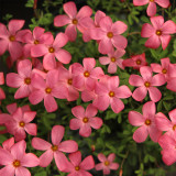 Oxalis glabra 'Salmon' Flowering Bulbs – Easy Care, Low Maintenance, Salmon-Pink Blooms for Pots, Windowsills & Rock Gardens
