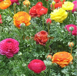 Ranunculus Asiaticus Flower Seeds Persian Buttercup (Color: A3)