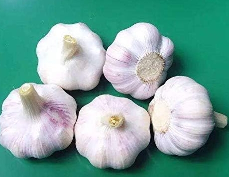 Multi-Petals Garlic Seed Organic Red Healthy Green Vegetable (Color: 4)