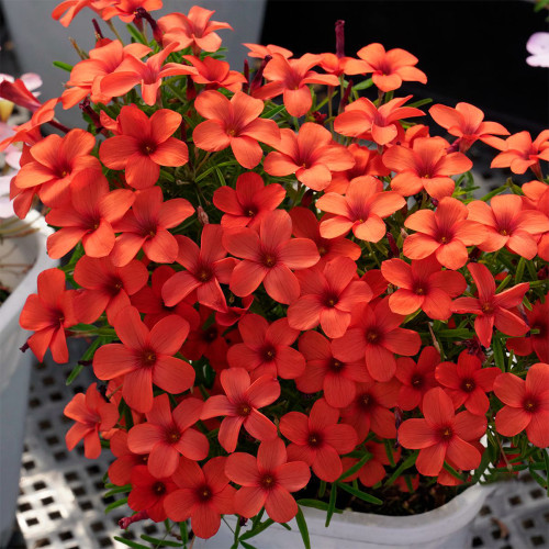 Oxalis obtusa 'Blood' Flowering Bulbs - Vibrant Orange Blooms, Low Maintenance