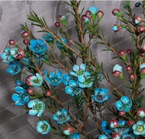 Geraldton Wax Flower Seeds Home Garden Beautiful Flowers