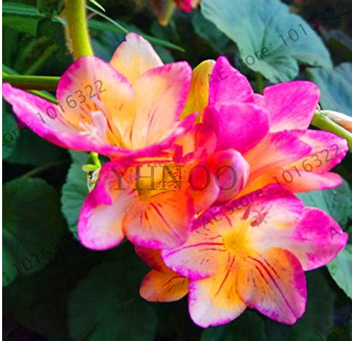 Pelargonium Seeds Perennial Garden Flowers Peltatum Flores Potted Geraniums