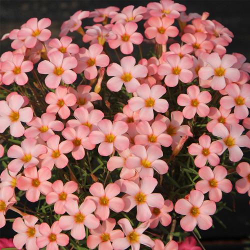 Oxalis obtusa Series Bulb - 'Prominence', Pack of 3 Bulbs