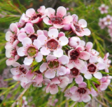 Geraldton Wax Flower Seeds Home Garden Beautiful Flowers