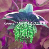 Passion Flower Seeds Tropical Flower for Home Garden - (Color: a)