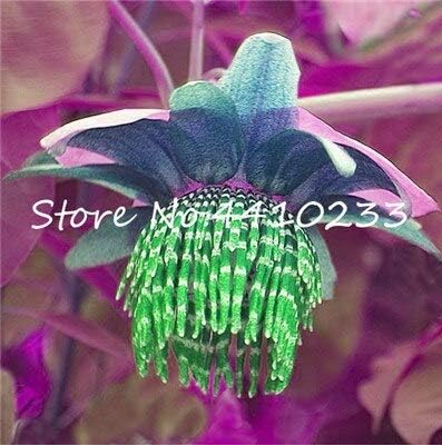 Passion Flower Seeds Tropical Flower for Home Garden - (Color: a)