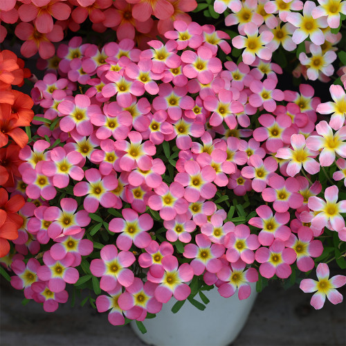 Oxalis obtusa Series Bulb - 'Aurora Borialis', Pack of 3 Bulbs