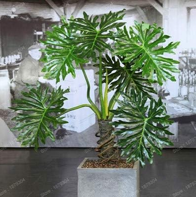 Perennial Seed Plant philodendron Tree (Color: 2)