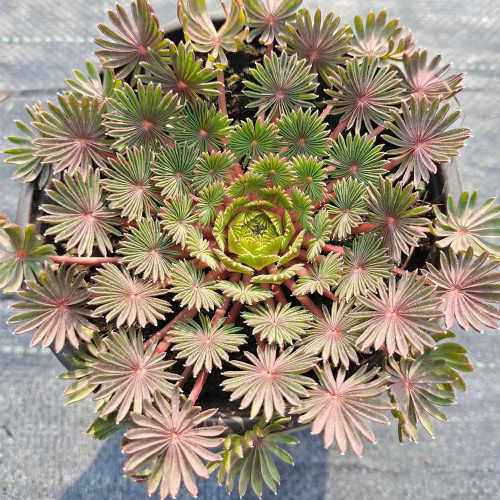 Oxalis palmifrons Series Bulb, Pack of 3 Bulbs