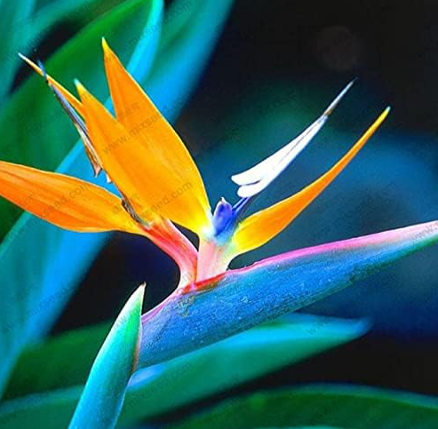 Houseplants Strelitzia Reginae Seed Long Flowering Bird of Paradise (Color: 3)