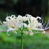 White Lycoris Radiata Bulbs - Rare Spider Lily Flowering Bulbs for Fall Planting