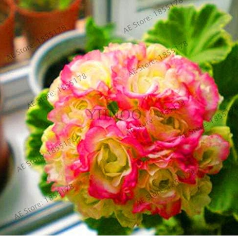 Geranium Seeds Perennial Flower plantas Bonsai Plant