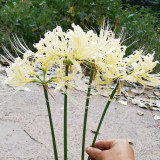 White Lycoris Radiata Bulbs - Rare Spider Lily Flowering Bulbs for Fall Planting