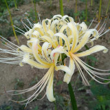 White Lycoris Radiata Bulbs - Rare Spider Lily Flowering Bulbs for Fall Planting