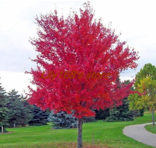 Rare Japanese red maple Seed very beautiful