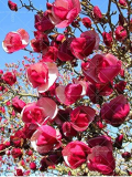 Magnolia Seeds Light Fragrant Garden Tree (Color: 9)