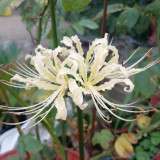 White Lycoris Radiata Bulbs - Rare Spider Lily Flowering Bulbs for Fall Planting